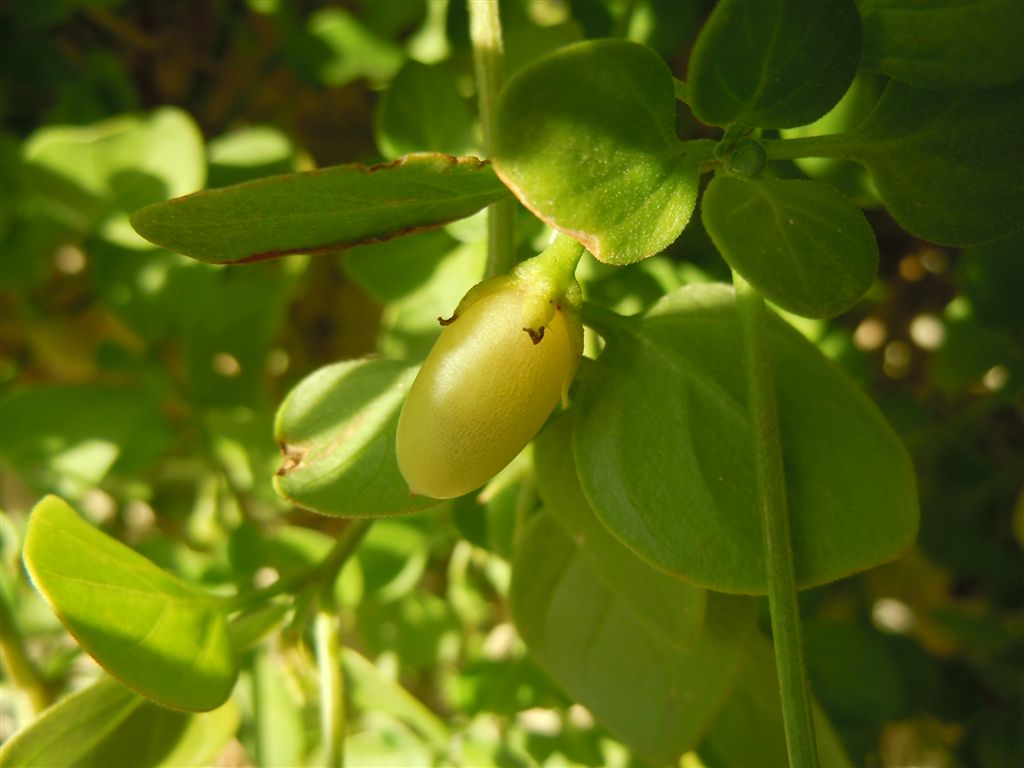 Salpichroa origanifolia / Salpicroa